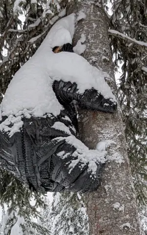 Bear sculpture made of black bike tires hugging a tree trunk, capped with snow