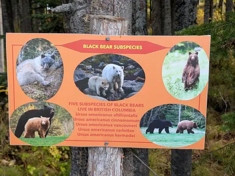 Orange sign titled Black Bear Subspecies with photos of black, cinnamon and white bears
