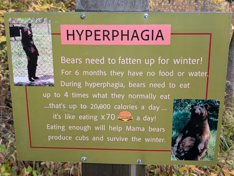 Green Hyperphagia sign explaining how bears fatten up for winter