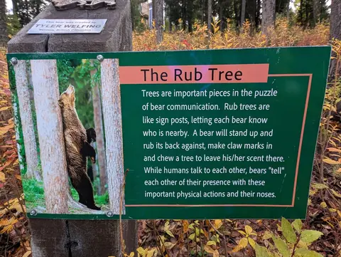 Green sign titled The Rub Tree with a photo of a bear rubbing its back on a tree