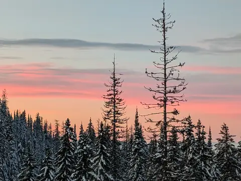 Pink dawn sky behind tall snowy spruce at SilverStar, December 3, 2024, 7:19 a.m.
